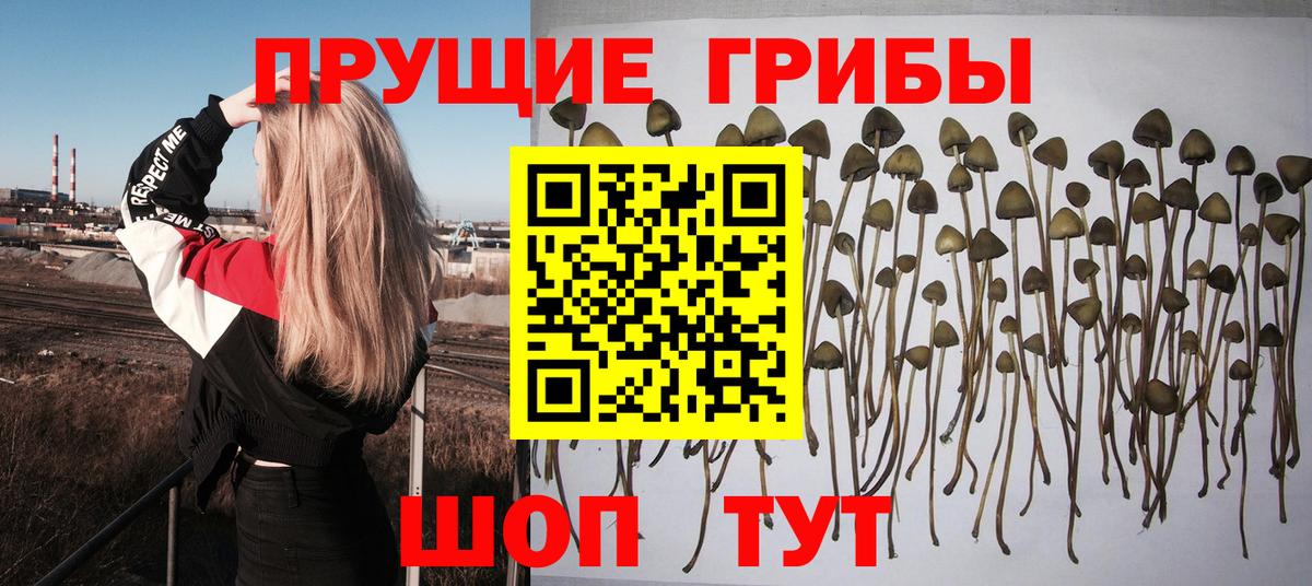 Псилоцибиновые грибы Psilocybe Серпухов